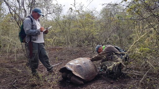 Descendants of Extinct Tortoise Species Found in Galapagos