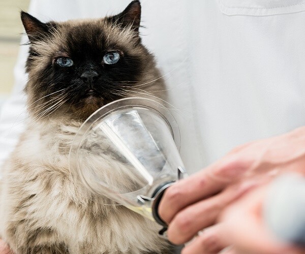 Kitten Saved by Wisconsin Firefighters Using Pet Oxygen Mask