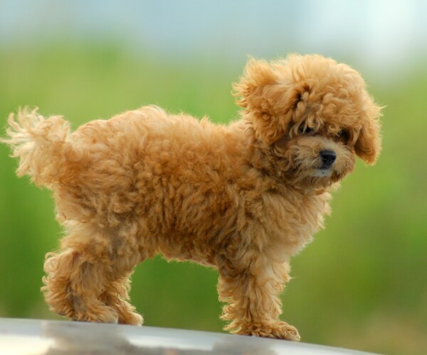 a toy poodle