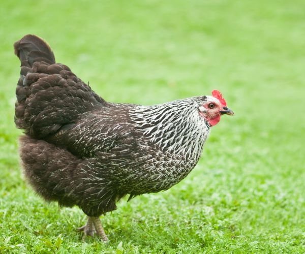 Biden Rule Would Give Organic Chickens Access to Outdoors