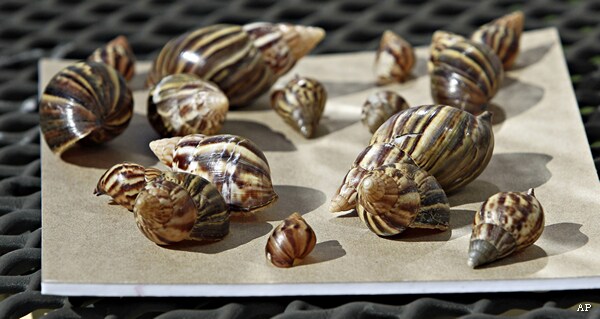 Giant Snails Destroying Miami to Be Hunted by Trained Dogs