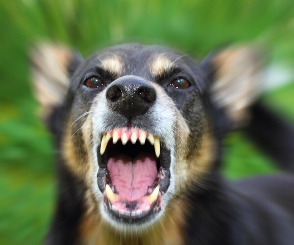 Rare Signal Passes 'Vicious Dog' Significance Test and Screams 'Sell'