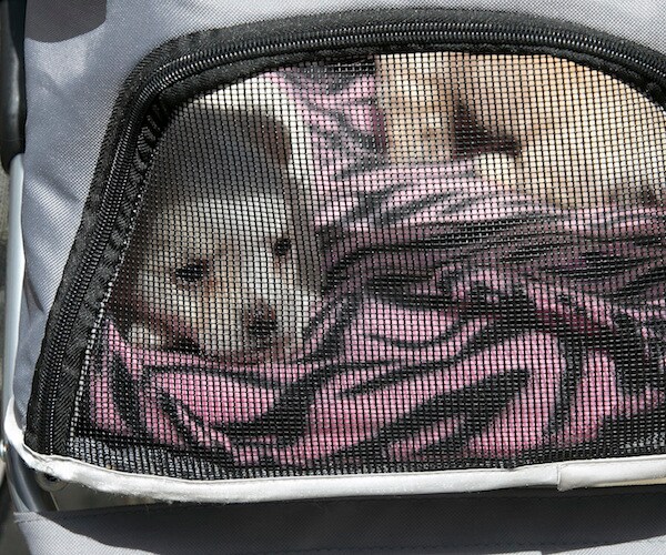 California Bans Sales From Puppy Mills