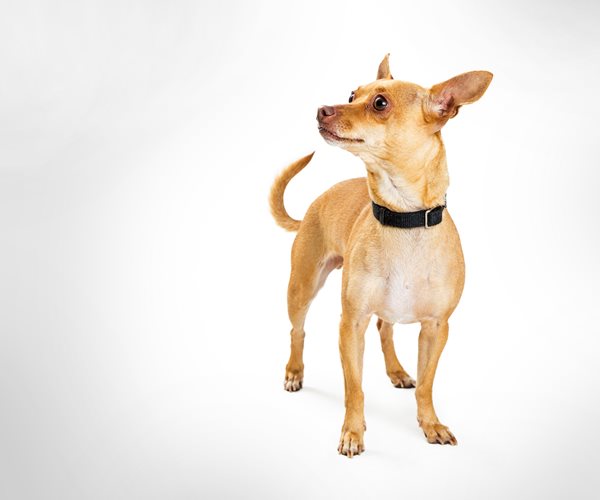 Woman Cooked Chihuahua, Arrested in Oregon