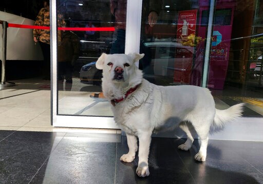 Dog Spends Days outside Turkish Hospital Waiting for Owner