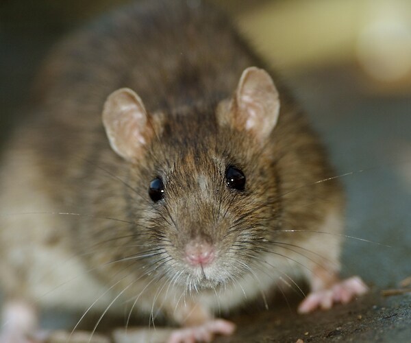 Pizza Rat Returns: Another Rodent Dragging Food Goes Viral