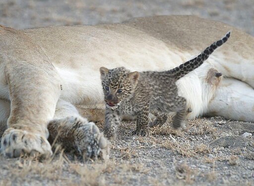 'Extremely Unique:' Lion Nurses Leopard Cub in Tanzania