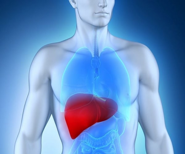 illustration of body with liver highlighted 