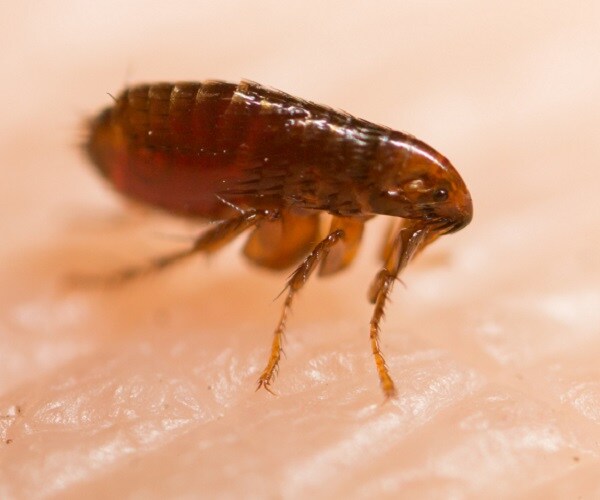 LA Typhus Outbreak Spread by Fleas at 'Epidemic Levels'