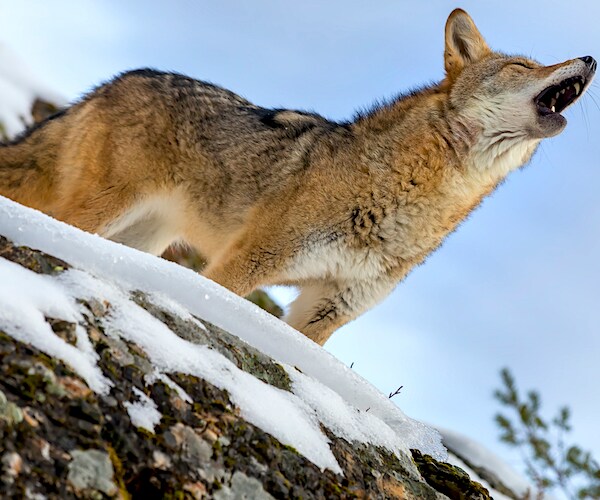 a coyote searches for a meal in the snowy mountains of Montana.