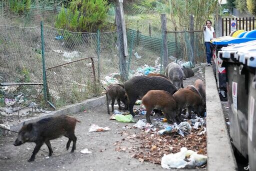Basta! Romans Say Enough to Invasion of Wild Boars in City