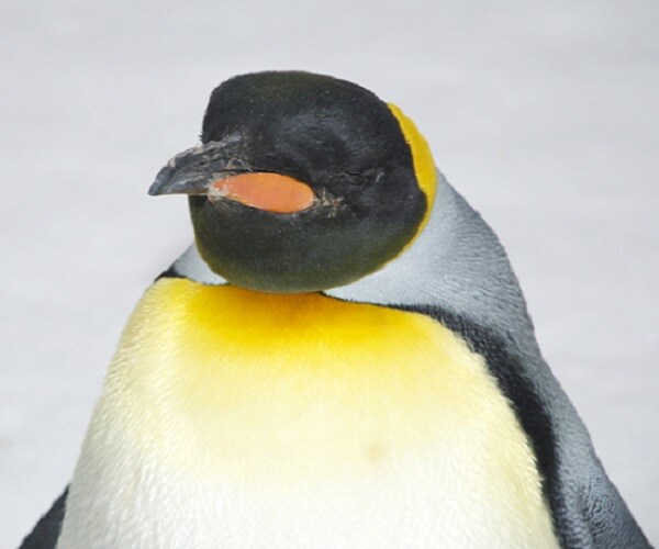 Penguins Selfie on Ice Shelf Melts Internet