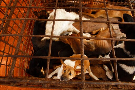 Cambodian Butcher Quits Dog Meat Trade, Shuts Slaughterhouse