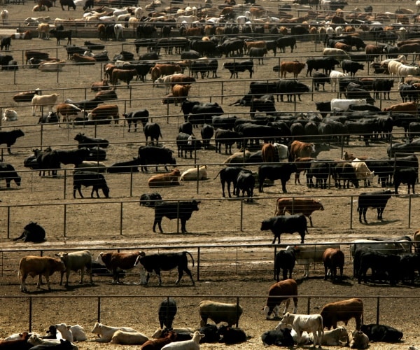 Thousands of US Cattle Buried, Dumped at Kansas Landfill After Deadly