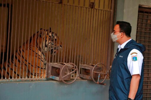 2 Rare Sumatran Tigers Recovering after Catching COVID-19