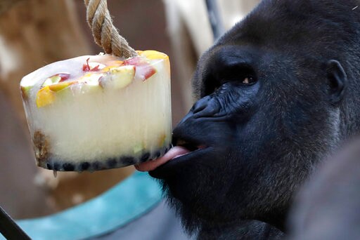 Gorillas at Prague Zoo Cool Down with Sorbet amid Heat Wave