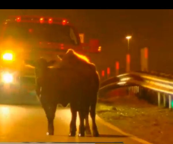 Cow Truck Overturns on I-20 in Mississippi Spilling Animals Onto Road