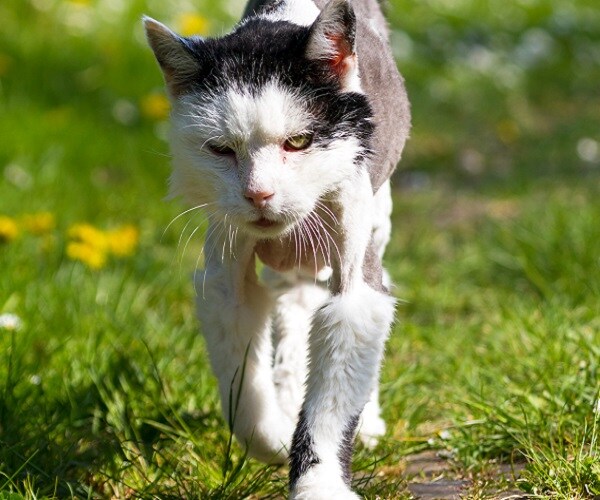 26-Year-Old Cat Gets a New Home for Rest of Life