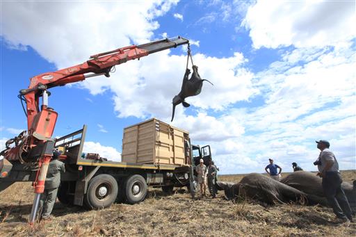 500 Elephants Find New Home in Massive African Relocation