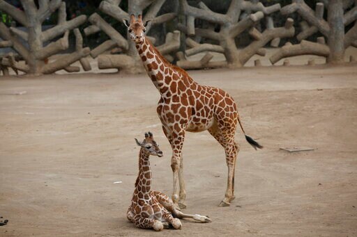 Mexico City Zoo Welcomes Second Baby Giraffe of the Year
