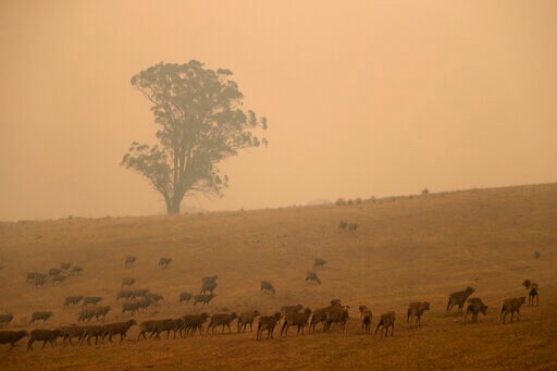 Firefighter Dies as Australia Plans to Adapt to Wildfires