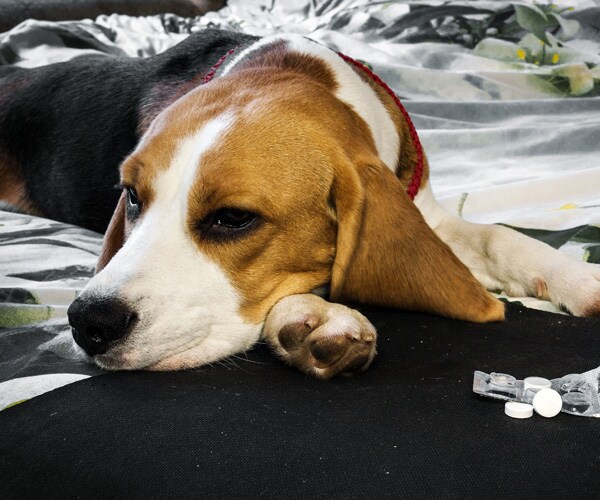Canine Flu Outbreak Quickly Spreads to 46 States