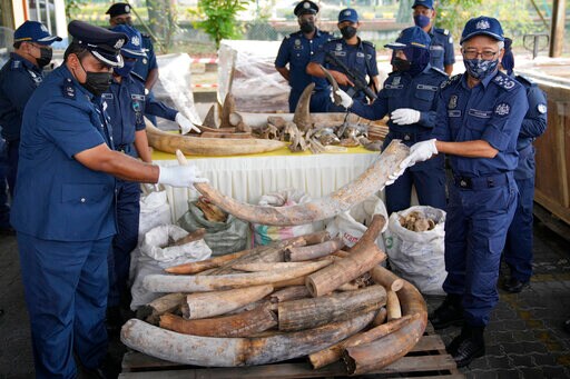 Malaysia Seizes African Tusks, Pangolin Scales Worth $18M