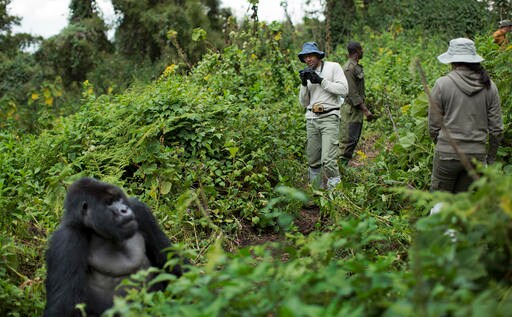 Tourists in Africa Get Close, but Not Too Close, to Gorillas