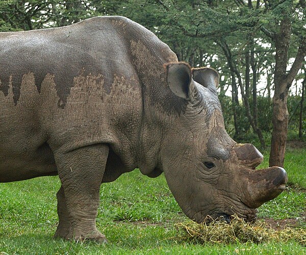 Rhino Joins Tinder in Effort to Find Mate for Dying Breed