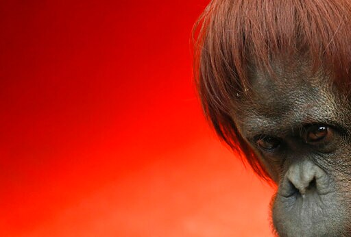 Argentine Orangutan Sandra to Head to US Great Ape Sanctuary