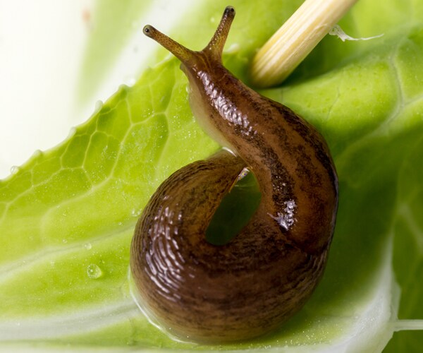 Eating Slug on a Dare Leaves Teen Disabled for Life