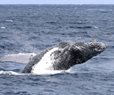 Whale of a Tale: US Fisherman Says Swallowed by Humpback