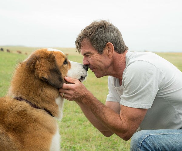 Premiere of 'A Dog's Purpose' Canceled Amid Treatment Issue