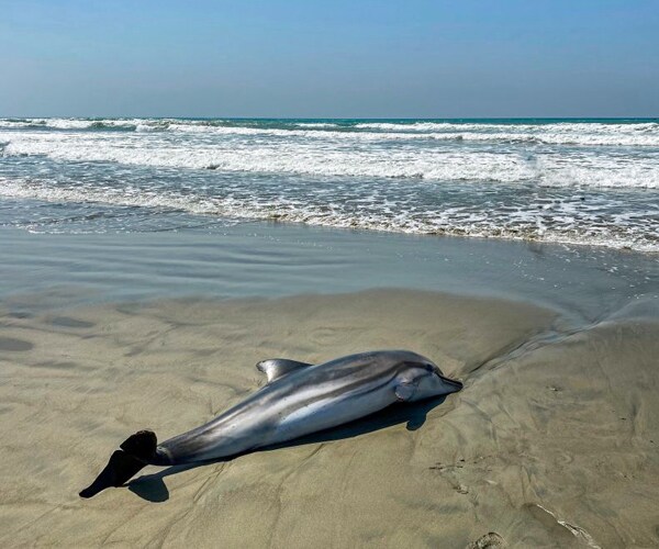 a dolphin washes ashore on a beach