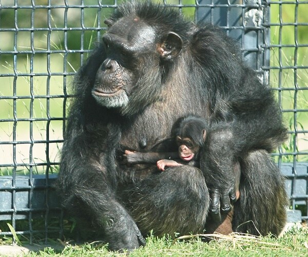 Chimps Use Branch to Make Ladder, Escape Belfast Zoo