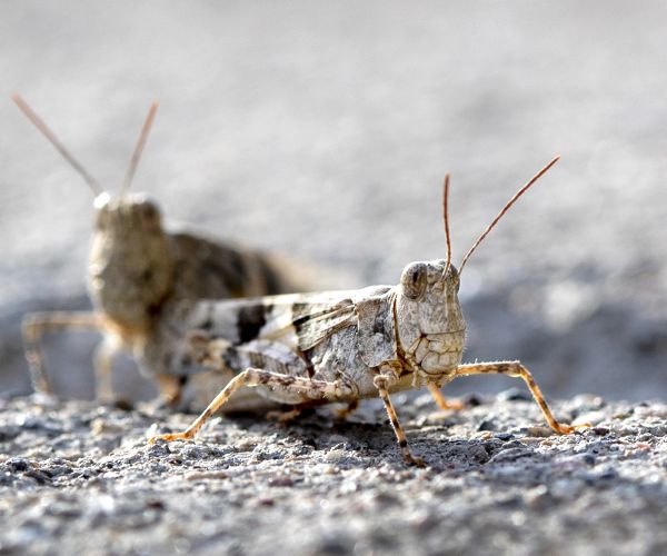 NY Times: Vegas Grasshopper Infestation Might Last Weeks