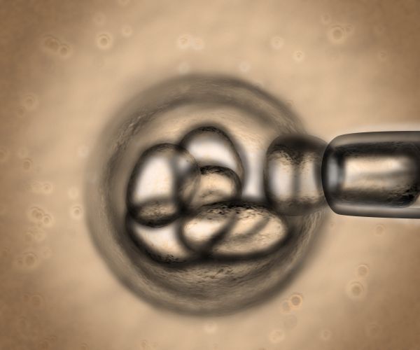 Human Cell, Pig Embryo Tests Advance Research Into Growing New Organs