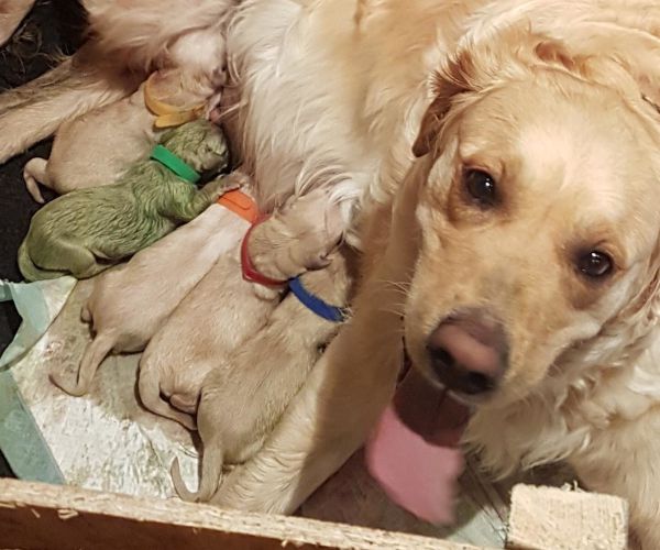 Green Puppy, Named Forest, Born to Scotland Golden Retriever