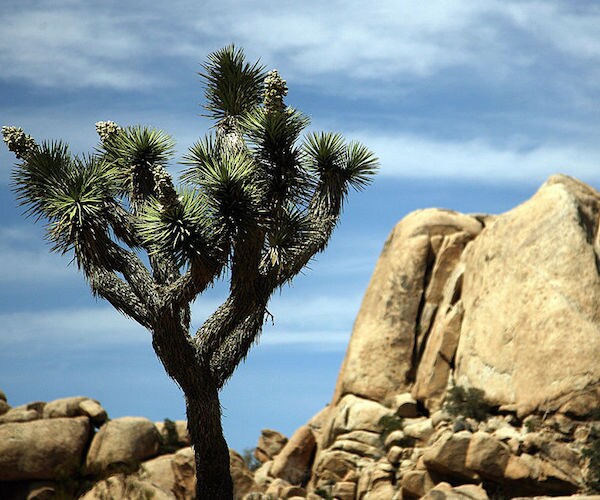 Joshua Tree National Park Murder Suicide Was Act of Compassion: Family