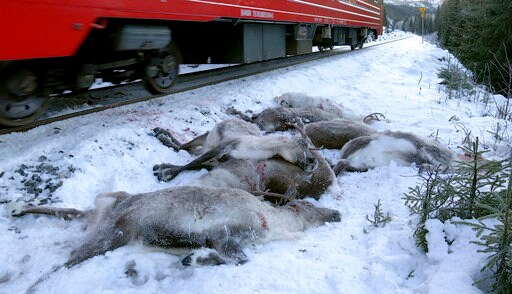 Norwegian Train Kills Reindeer  again