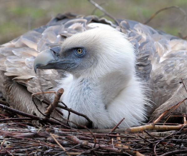 Israeli Vulture Detained in Lebanon on Suspicion of Espionage