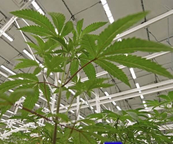 a marijuana plant sits under LED lights inside an ohio marijuana dispensary