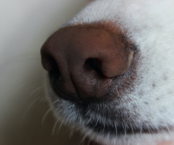 Dogs May Sniff Out Coronavirus Carriers