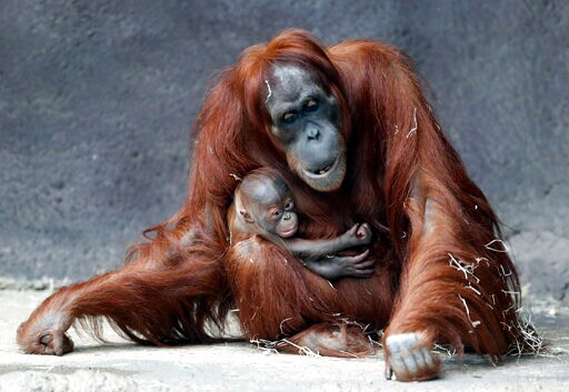 Prague Zoo's Month-old Sumatran Orangutan Finally Has a Name