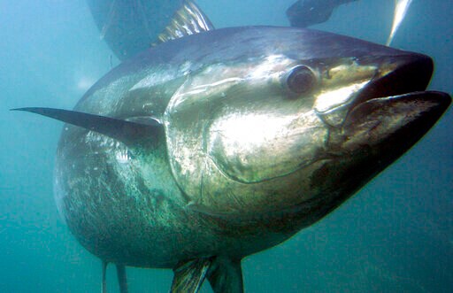 Japan Seeks to Boost Catch Limits of Prized Bluefin Tuna
