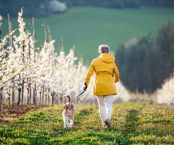 Elderly Dog Dies in Hong Kong After Precautionary Coronavirus Quarantine