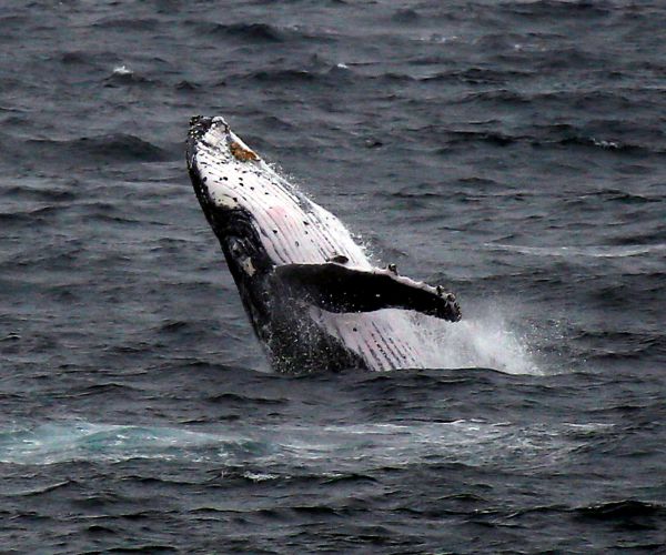 Japan to Announce Withdrawal from International Whaling Commission on Wednesday