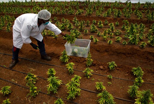 South Africa's Black Farmers Fight to Enter Marijuana Market