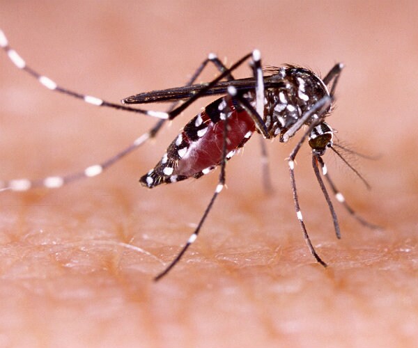 Zika Watch: 2 New 'Homegrown' Cases in Florida