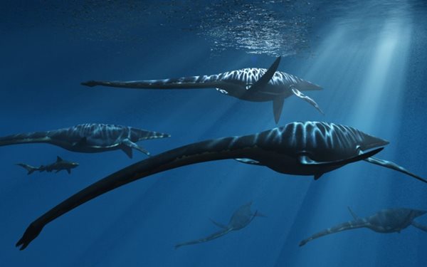 Hunter's Find Leads to Discovery of Prehistoric Sea Creature